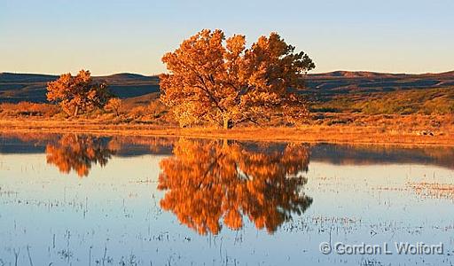 Tree At Sunrise_73842.jpg - Photographed in the Bosque del Apache National Wildlife Refuge near San Antonio, New Mexico, USA. 